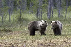 Natural Environments Photos Drucke: Brown bear