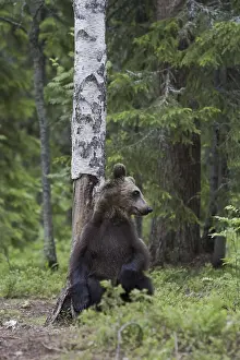 Predator Wildlife Drucke: Brown bear