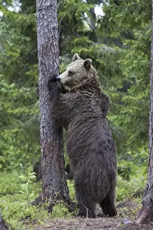Predator Wildlife Drucke: Brown bear