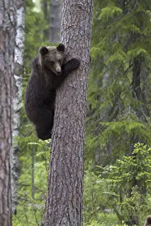 Predator Wildlife Drucke: Brown bear
