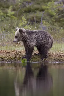 Predator Wildlife Drucke: Brown bear
