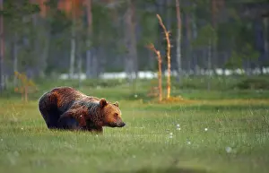 Wetland Biotope Photos Drucke: A brown bear
