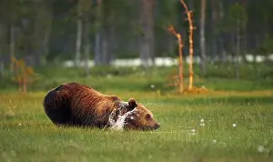 Mammalian Wildlife Drucke: A brown bear