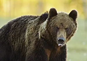Brown Bear Close Up Drucke: A brown bear