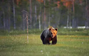 Brown Bear In The Wild Drucke: A brown bear