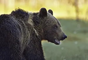 Brown Bear Close Up Drucke: A brown bear
