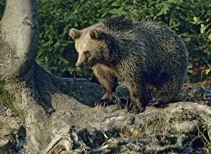 Predator Mammals Images Drucke: Brown bear, carnivora, predators