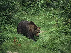 Brown Bear Drucke: Brown bear, carnivora, predators
