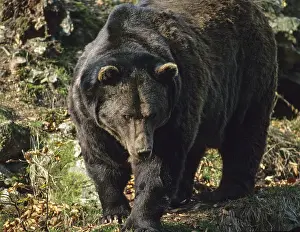 Wildlife Photography Bears Drucke: Brown bear, carnivora, predators