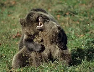 Brown Bear Drucke: Brown bear, carnivora, predators