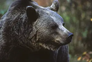 Predator Animal Photos Drucke: Brown bear, carnivora, predators