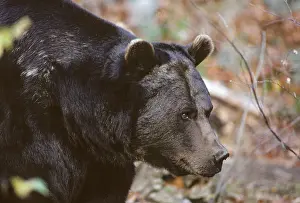Brown Bear Drucke: Brown bear, carnivora, predators