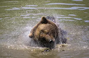 Wild Animal Habitats Drucke: Brown bear, carnivora, predators