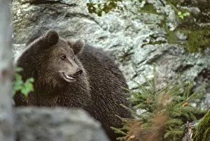 Wild Animal Predators Drucke: Brown bear, carnivora, predators