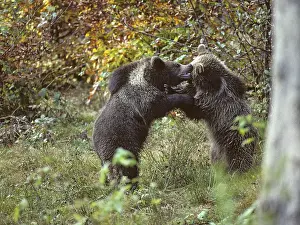 Wild Animal Fight Drucke: Brown bear, carnivora, predators