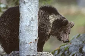 Wildlife Animals In Nature Drucke: Brown bear, carnivora, predators
