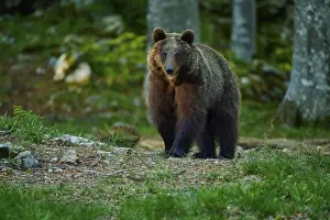 Eurasian Brown Bear Habitat Drucke: A brown bear explores the peaceful