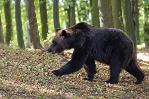 Brown Bear In Forest Drucke: Brown bear in the forest on the run