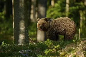 Brown Bear In Forest Drucke: A brown bear in the forest with sunlight on its back