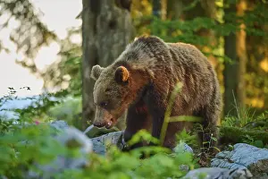 Verwandte Bilder Drucke: Ein brauner Bär im Wald in der Sonne.