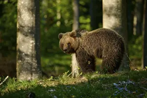 Eurasian Brown Bear Habitat Drucke: A brown bear in the forest, surrounded by trees and bathed in soft light