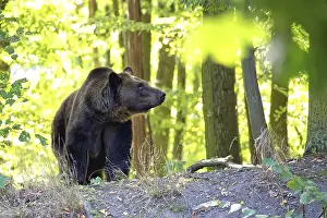 Forest Wildlife Photography Drucke: Brown bear in the forest in the wild