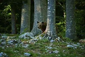 Eurasian Brown Bear Habitat Drucke: A brown bear hides behind trees in the forest
