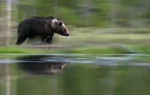 Brown Bears In Natural Environment Drucke: A brown bear in Norway