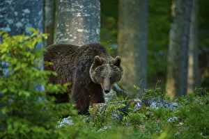 Brown Bear In Forest Drucke: A brown bear peeks out from between the trees in the dense forest