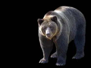 Drucke von Brauner Bär auf schwarzem Hintergrund Schwarzbär Drucke: Brauner Bär auf schwarzem Hintergrund.