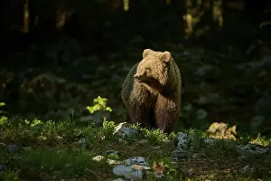 Predator Wildlife Animal Drucke: A brown bear stands in the forest