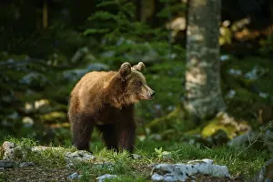 European Brown Bear Wildlife Drucke: A brown bear stands between rocks
