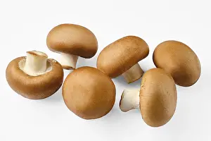 Lamellar Fungus Types Drucke: Brown cap whole champignons