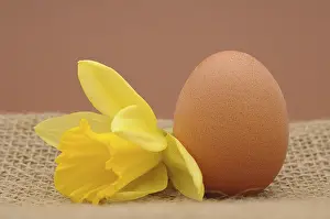 Easter Food Still Life Drucke: Brown chicken egg with a daffodil