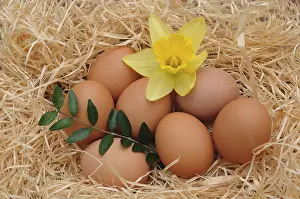 Studio Shot Eggs Drucke: Brown chicken eggs with a daffodil, Easter