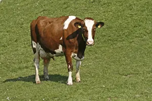 Livestock Breeding Drucke: Brown cow