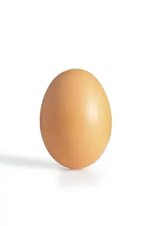 Single Object Photography Drucke: A brown egg
