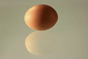 Cut Out Studio Shot Drucke: Brown egg, perfectly shaped with reflection