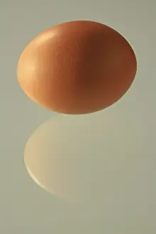 Chicken Egg Studio Shot Drucke: Brown egg, perfectly shaped with reflection