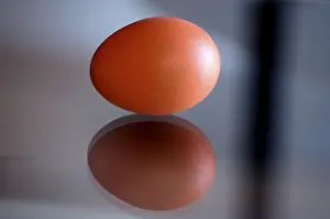 Organic Farm Products Drucke: Brown egg and reflection