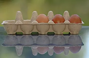 Brown Eggs Drucke: Three brown eggs in an egg carton with reflection