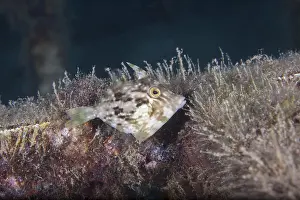 Filefish Drucke: Brown-Rückenfisch (Stephanolepis hispidus), Lanzarote. Kanarische Inseln, Spanien