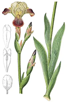 Natural Remedy Plants Drucke: Brown-flowered iris (Iris squalens)