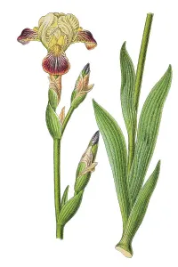 Gerahmter Druck : Braunblütige Iris (Iris squalens) Gerahmter Druck : Braunblütige Iris (Iris squalens)
