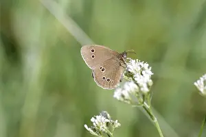 Wildlife Photography Details Drucke: Brown Forest Moth (Aphantopus hyperantus)