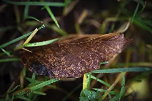 Black Forest Nature Drucke: Brown leaf in the grass with raindrops