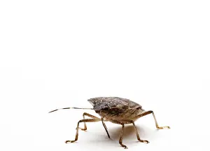 Drucke von Ein Brown Marmorated Stink Bug, auch bekannt als Schildwanze, auf weißem Hintergrund isoliert Hemiptera Drucke: Brauner Marmorierter Stinkkäfer auf weißem Hintergrund isoliert