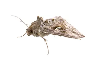 White Background Insect Drucke: Brown moth isolated on a white background