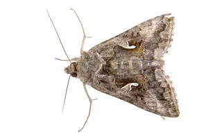 White Background Insect Drucke: Brown moth isolated on a white background