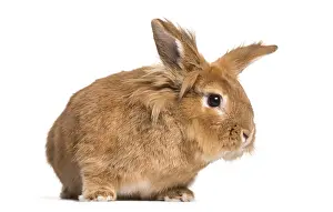 Herbivore Mammal Photography Drucke: Brown rabbit looking at camera against white background